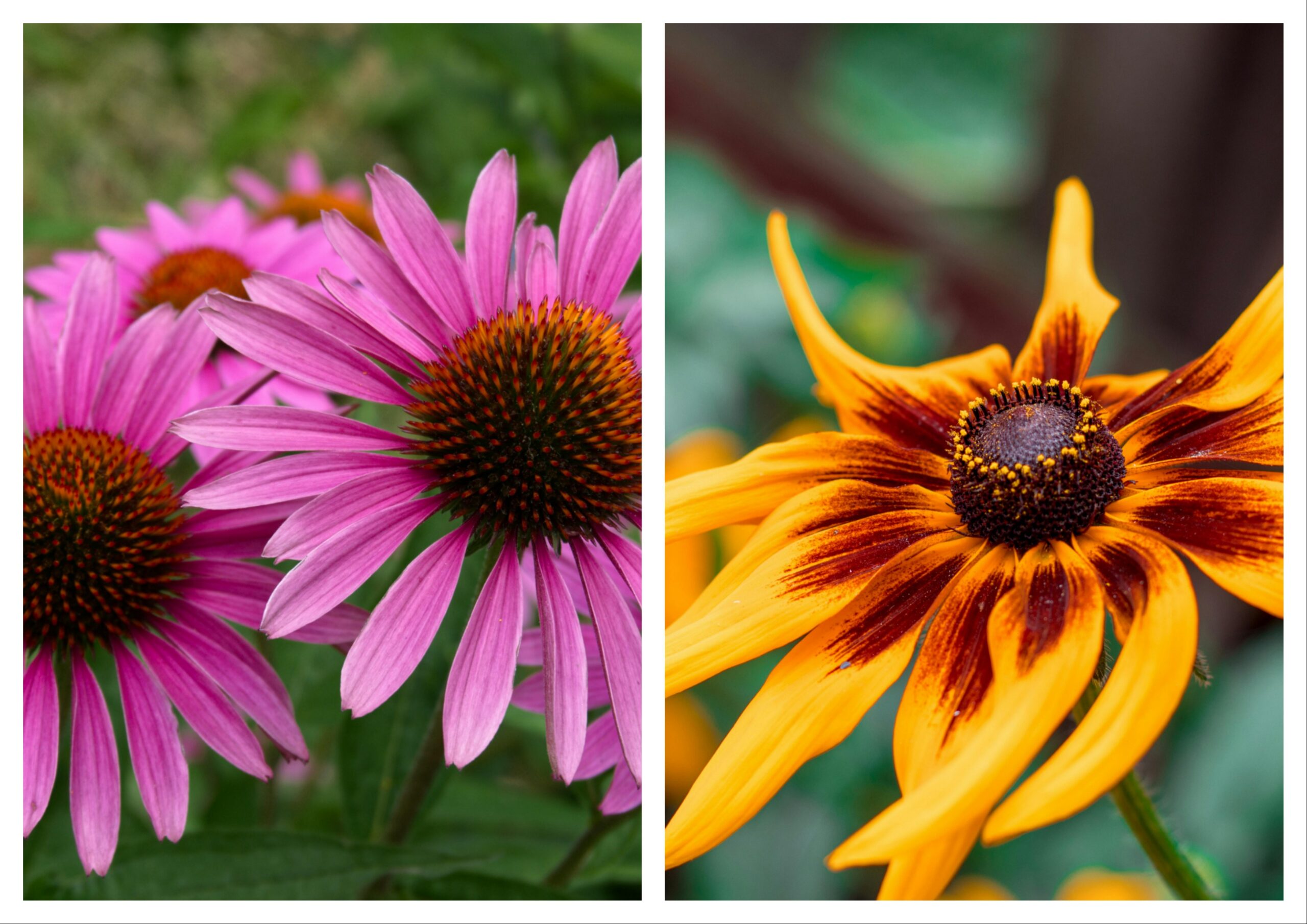 flowers2 flowers2