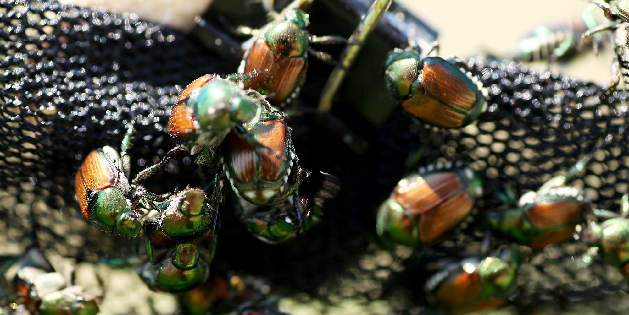 japanese beetles 2025 Bradford Farm hosts a pest management field day on Tuesday, July 10, 2018 for roughly 200 attendees.