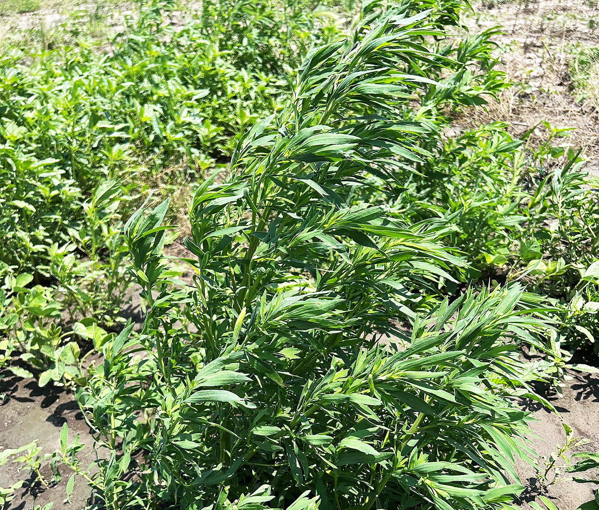 kochia kochia