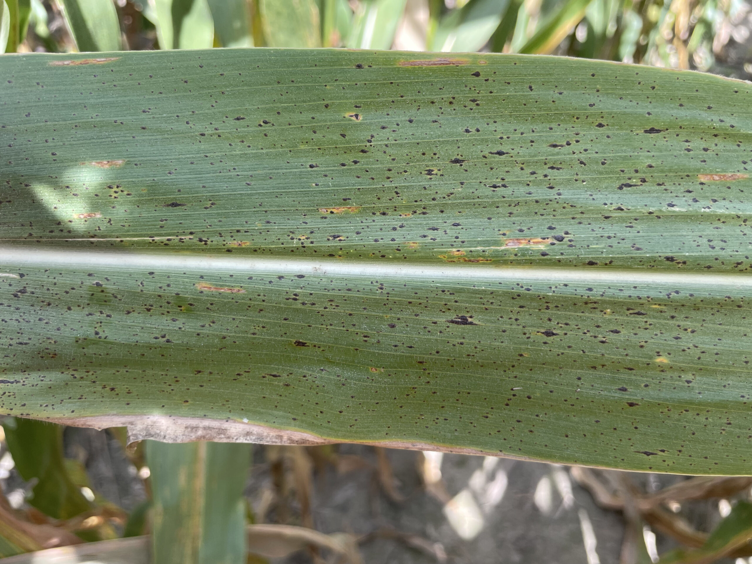 tar spot tar spot