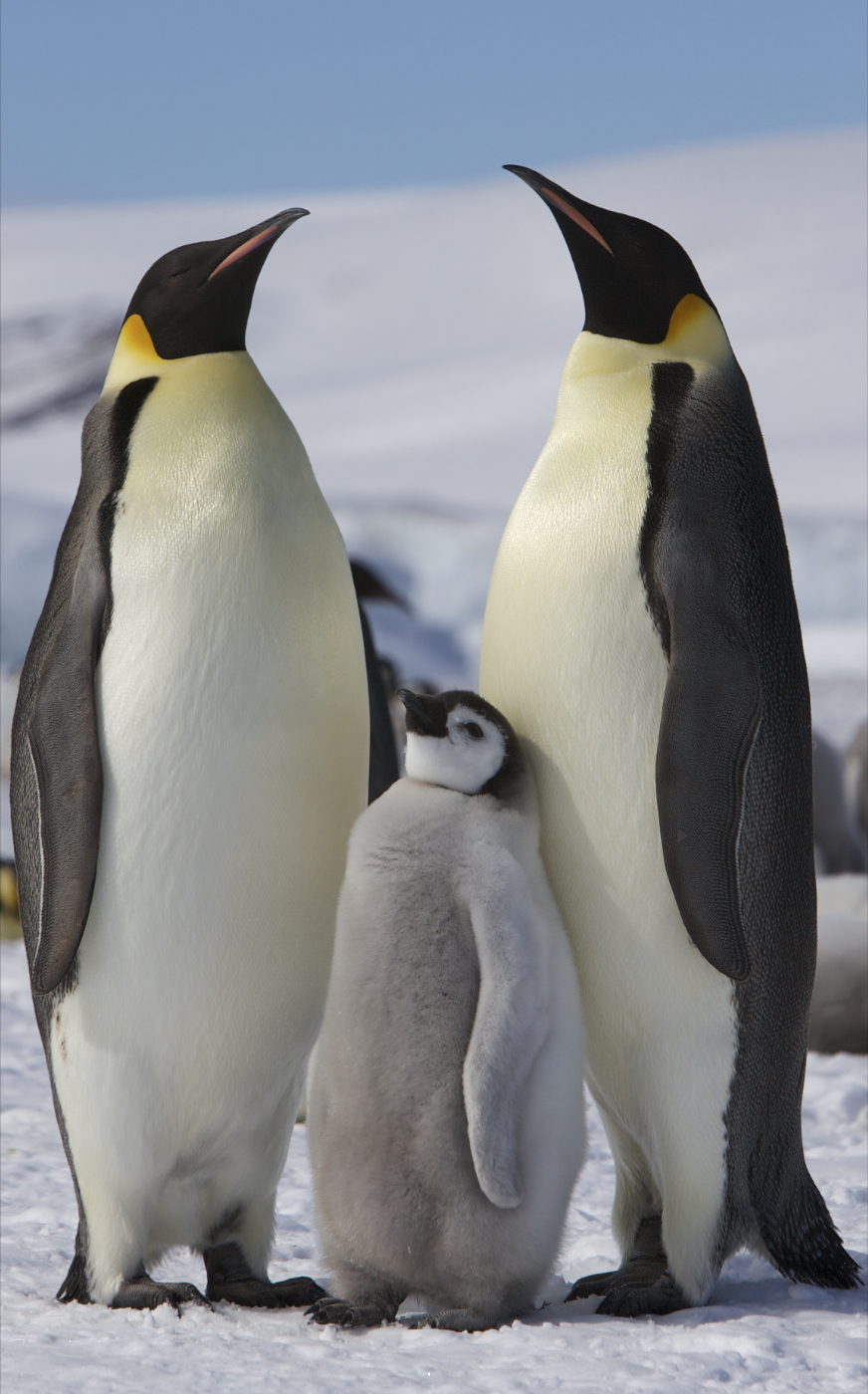 Aptenodytes_forsteri_-Snow_Hill_Island,_Antarctica_-adults_and_juvenile-8 Aptenodytes_forsteri_-Snow_Hill_Island,_Antarctica_-adults_and_juvenile-8