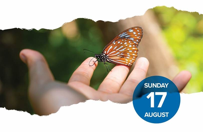 butterfly Aug. 17