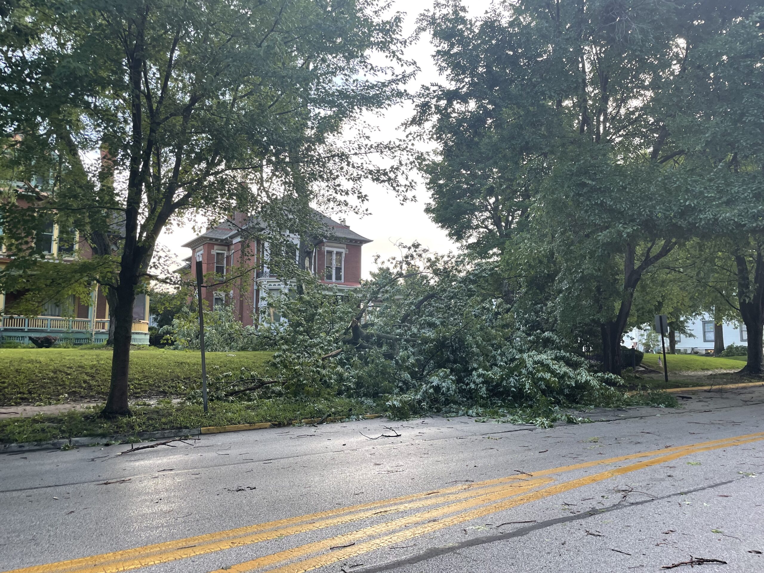 downed trees downed trees