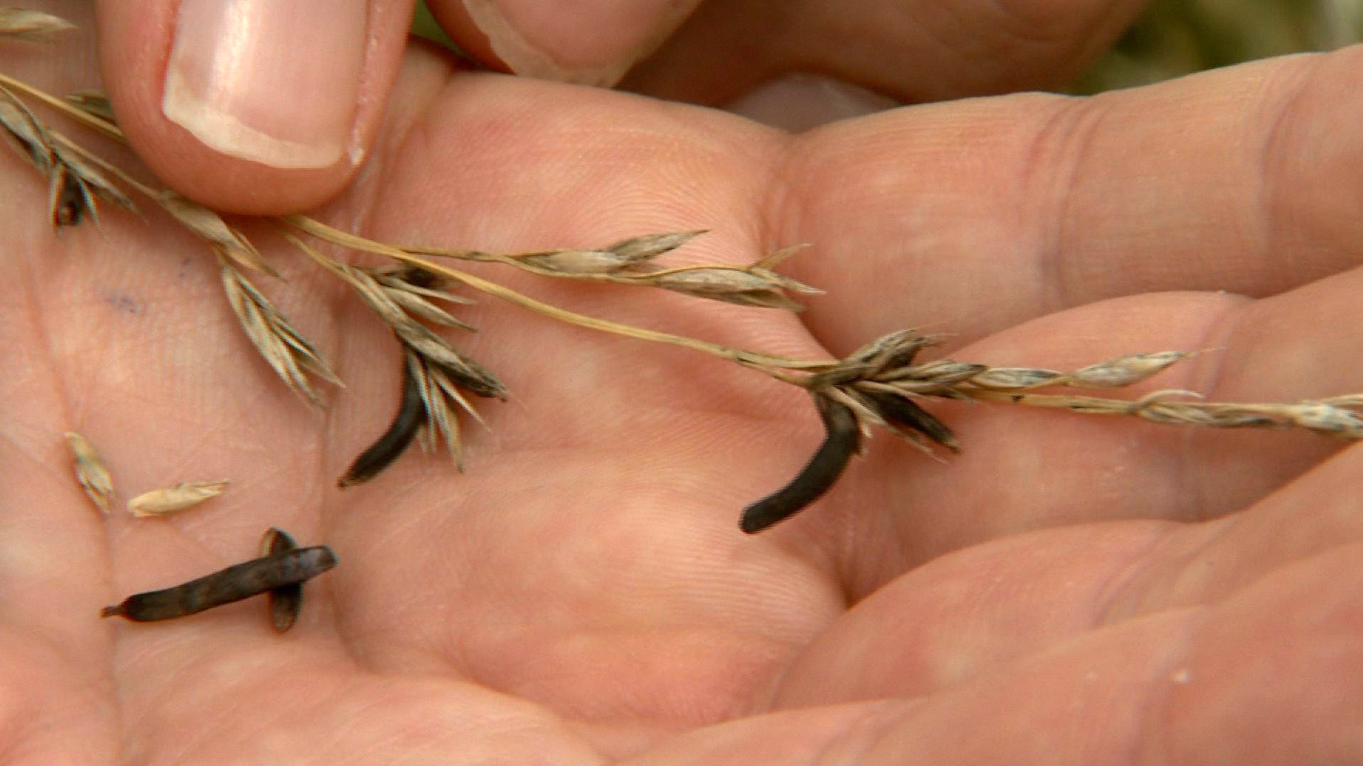 ergot ergot