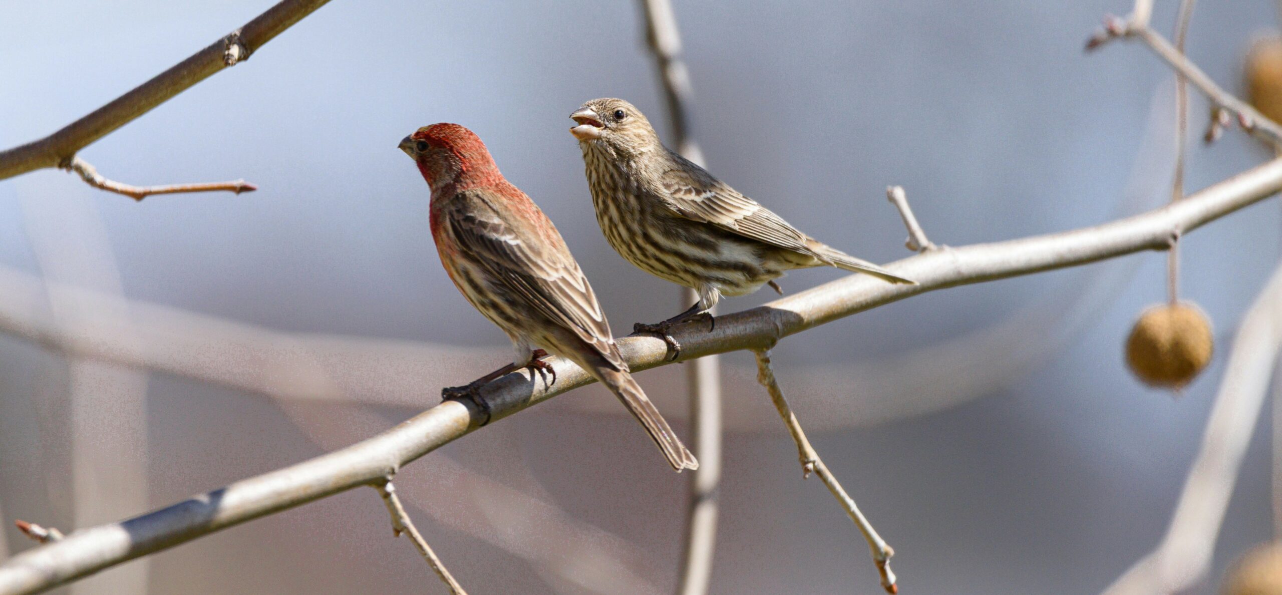 finches finches