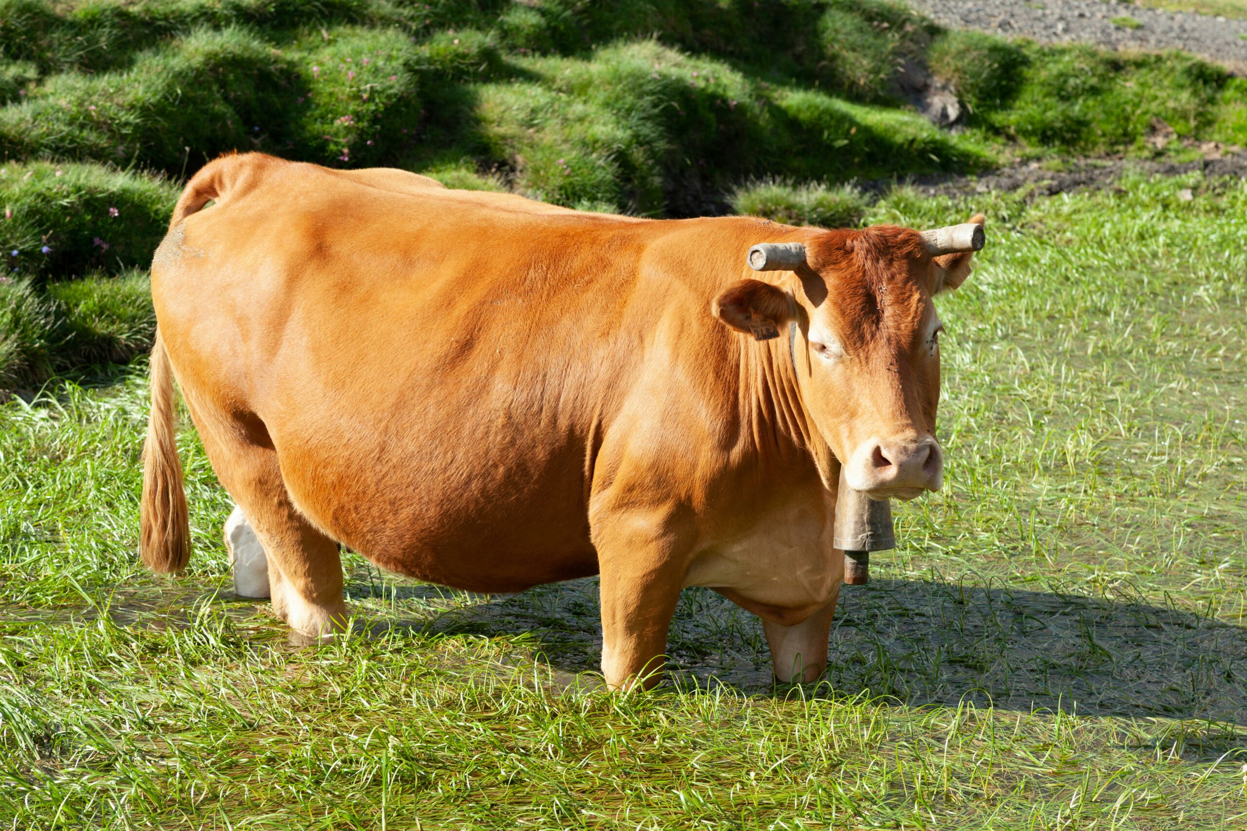 pregnant cow pregnant cow