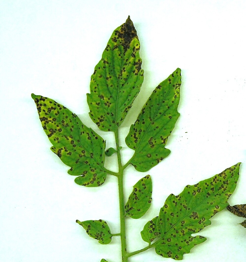 tomato leaves tomato leaves